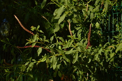 Phytolacca icosandra