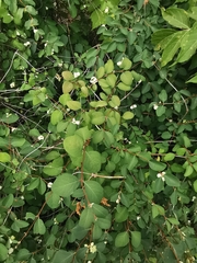 Symphoricarpos albus