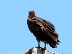 Trigonoceps occipitalis