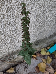 Epipactis helleborine