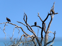 Trigonoceps occipitalis