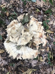 Bondarzewia berkeleyi