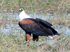 Haliaeetus vocifer