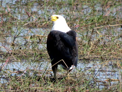 Haliaeetus vocifer