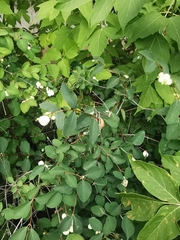 Symphoricarpos albus