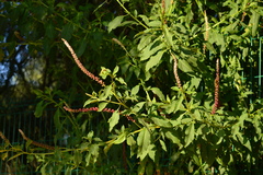 Phytolacca icosandra