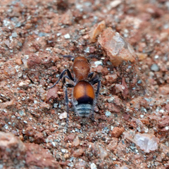 Dasymutilla ursus