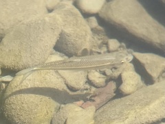 Semotilus corporalis