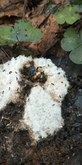 Nicrophorus defodiens