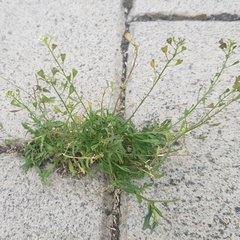 Capsella bursa-pastoris