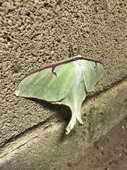 Actias luna