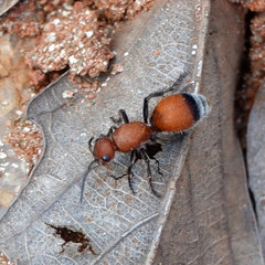 Dasymutilla nigripes