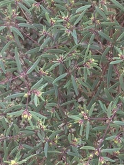 Euphorbia revoluta