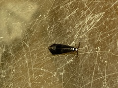 Mystacides azureus