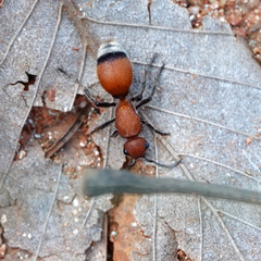 Dasymutilla nigripes