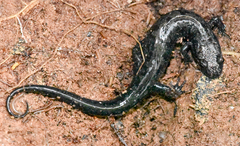 Desmognathus carolinensis