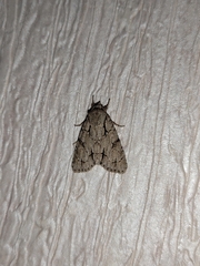 Acronicta tridens