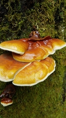 Ganoderma tsugae