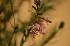 Oenothera suffrutescens