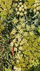 Crithmum maritimum