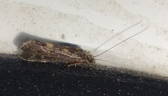 Hydropsychoidea
