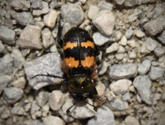 Nicrophorus tomentosus