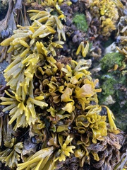 Pelvetiopsis limitata