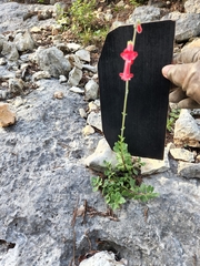 Penstemon baccharifolius