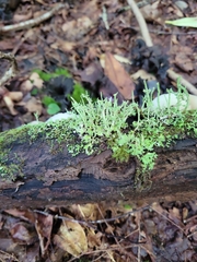Cladonia coniocraea