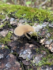 Simocybe