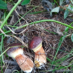 Suillus clintonianus