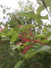 Cornus