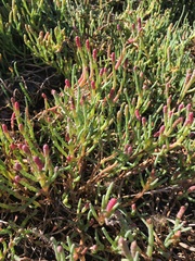 Salicornia pacifica
