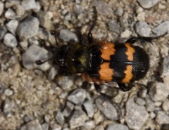 Nicrophorus tomentosus