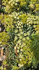 Crithmum maritimum