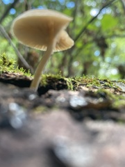 Simocybe