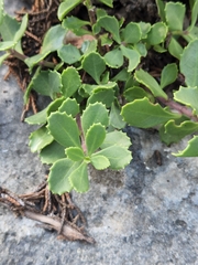 Penstemon baccharifolius