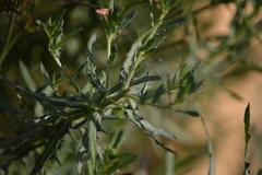 Oenothera suffrutescens