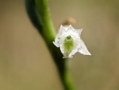 Spiranthes lacera gracilis