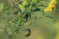 Phidippus apacheanus