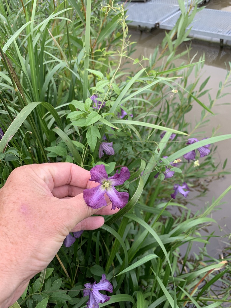 Clematis viticella