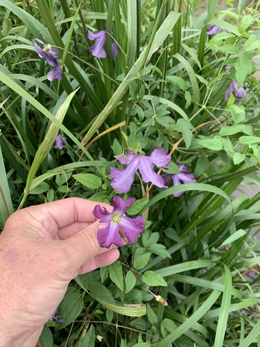 Clematis viticella