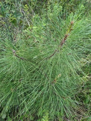 Pinus taeda