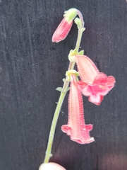 Penstemon baccharifolius
