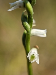 Spiranthes lacera gracilis