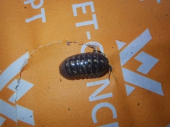 Armadillidium