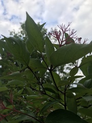 Cornus