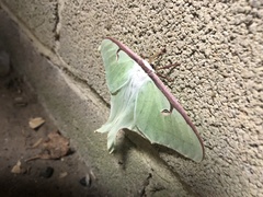 Actias luna