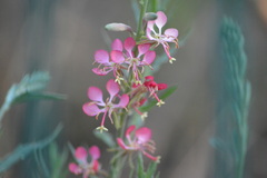 Oenothera suffrutescens