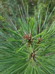 Pinus taeda